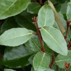 Elaeagnus Ebbingei (Chalef de Ebbing) 80/100 en pot de 10 L argent