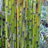 Equisetum Japonicum - Le pot de 3 litres