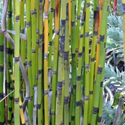 Equisetum Japonicum - Le pot de 3 litres