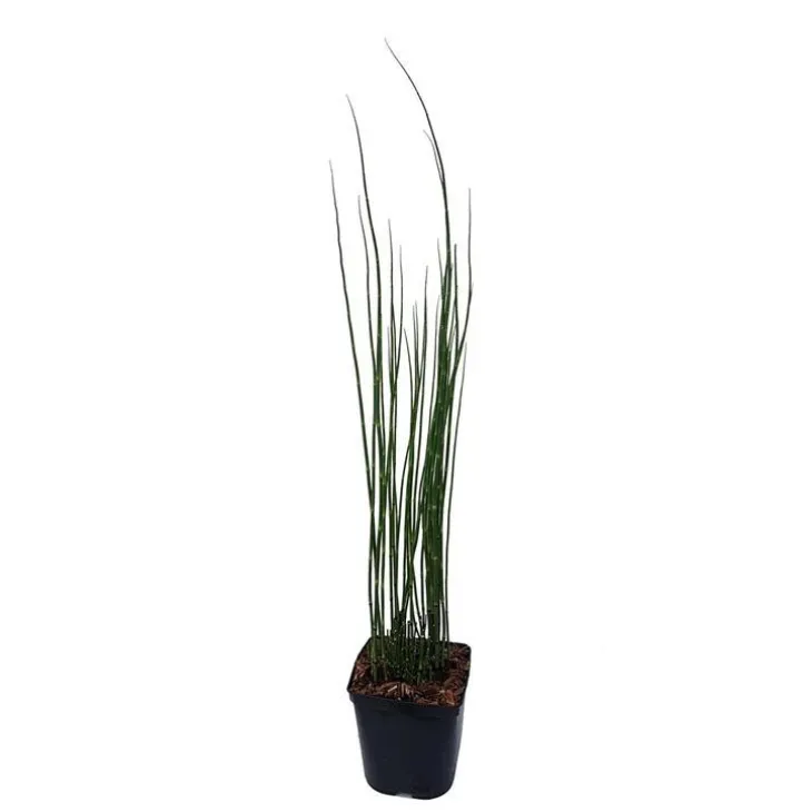 Equisetum Japonicum - Le pot de 3 litres