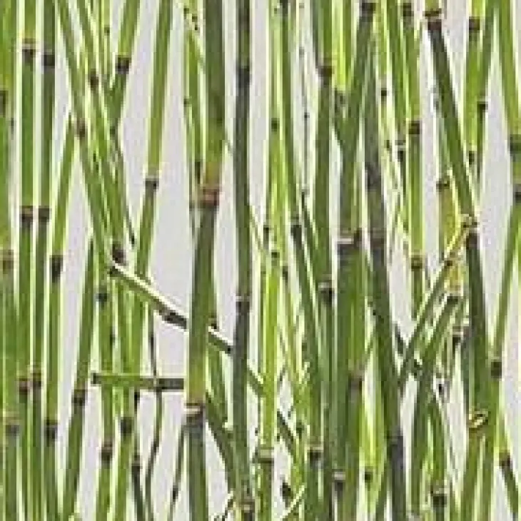 Equisetum Japonicum - Le pot de 3 litres