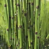 Equisetum japonicum pot de 3 litres