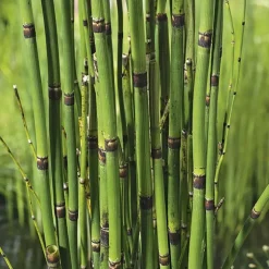 Equisetum japonicum pot de 3 litres