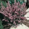 Erica Darleyensis – Pot de 0.5L