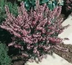Erica Darleyensis – Pot de 0.5L