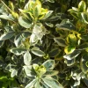Euonymus Japonicus Bravo vert 80/100 cm en pot de 18 L