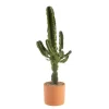 Euphorbia Erythrea en pot de terre cuite Ø 20 cm