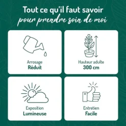 Euphorbia Erythrea en pot de terre cuite Ø 20 cm