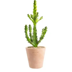 Euphorbia mayuranathanii en pot terre cuite H 20 x Ø 15 cm