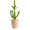 Euphorbia mayuranathanii en pot terre cuite H 20 x Ø 20 cm