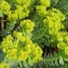 Euphorbia milii avec cache pot Ø 6 cm