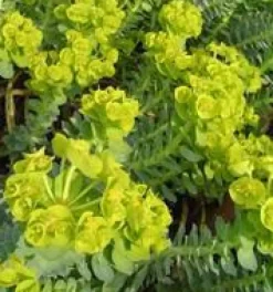 Euphorbia milii avec cache pot Ø 6 cm
