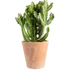 Euphorbia pseudocactus en pot terre cuite H 10 x Ø 20 cm