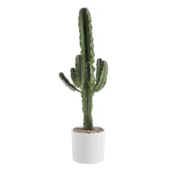 Euphorbia Érythrea en pot blanc émaillé H 30 x Ø 20 cm