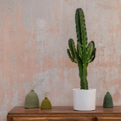 Euphorbia Érythrea en pot blanc émaillé H 30 x Ø 20 cm