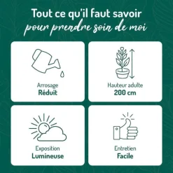 Euphorbia tirucalli en pot blanc émaillé H 20 x Ø 15 cm.