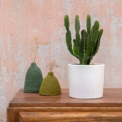 Euphorbia triangularis en pot blanc émaillé H 10 x Ø 15 cm