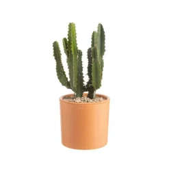 Euphorbia triangularis en pot Terre cuite H 10 x Ø 15 cm