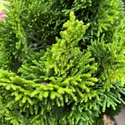 Faux cyprès du Japon nain 25/30. Le pot 3 litres