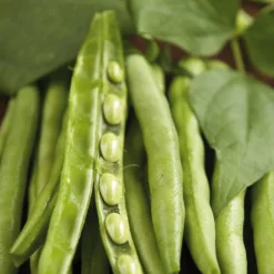 Feve Bio. La barquette de 3 plants