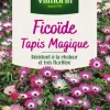 Ficoïde Tapis Magique Vilmorin - graines à semer