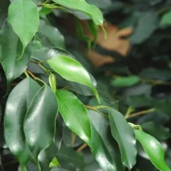 Ficus 120 cm en pot Ø 21 cm