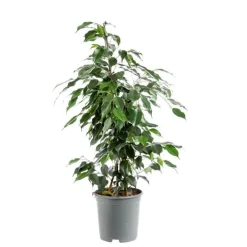 Ficus Benjamina Danielle pyramide pot Ø20xH110 cm