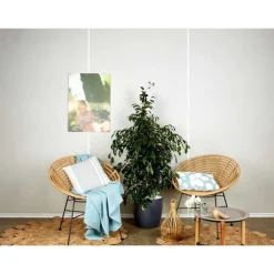 Ficus benjamina et son pot Classico color Ø 35 gris