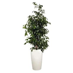 Ficus benjamina et son pot Rondo premium Ø 32 blanc
