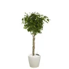 Ficus benjamina tronc tressé et son pot Classico premium Ø 35 blanc
