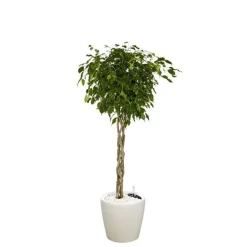 Ficus benjamina tronc tressé et son pot Classico premium Ø 35 blanc