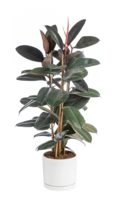 Ficus elastica Abidjan 3 pieds vert en pot blanc émaillé botanic®. Le pot Ø 24 cm