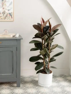 Ficus elastica Abidjan 3 pieds vert en pot blanc émaillé botanic®. Le pot Ø 24 cm