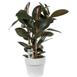 Ficus elastica abidjan. Le pot de 26 cm