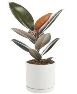 Ficus elastica Abidjan vert en pot blanc émaillé botanic®. Le pot Ø 18 cm