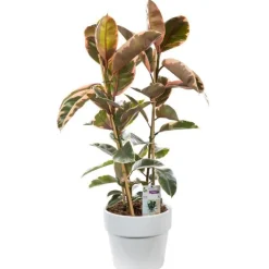 Ficus elastica tineke. Le pot de 26 cm