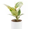 Ficus elastica Tineke vert en pot blanc émaillé botanic®. Le pot Ø 18 cm
