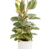 Ficus elastica Tineke vert 3 pieds en pot blanc émaillé botanic®. Le pot Ø 24 cm