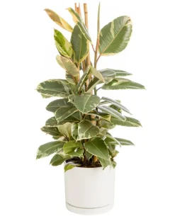 Ficus elastica Tineke vert 3 pieds en pot blanc émaillé botanic®. Le pot Ø 24 cm