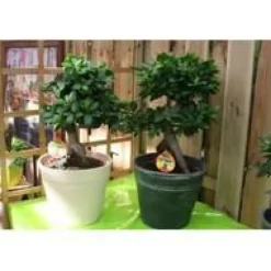 Ficus Ginseng + cache-pot