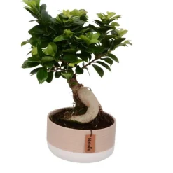 Ficus ginseng avec cache-pot en céramique Ø 18cm