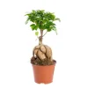 Ficus Ginseng pot Ø12xH20 cm