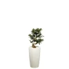Ficus ginseng S-Type et son pot Rondo premium Ø 32 blanc