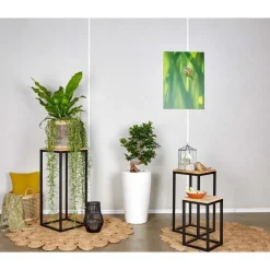 Ficus ginseng S-Type et son pot Rondo premium Ø 32 blanc