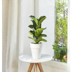 Ficus lyrata bambino. Le pot de 15 cm