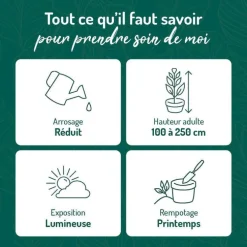 Ficus lyrata bambino. Le pot de 15 cm