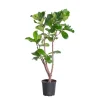 Ficus Lyrata H 140 cm en pot Ø 27 cm