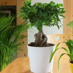 Ficus Microcarpa Ginseng + cp