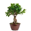 Ficus microcarpa ginseng en pot Ø 20 cm