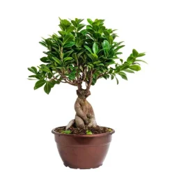 Ficus microcarpa ginseng en pot Ø 20 cm